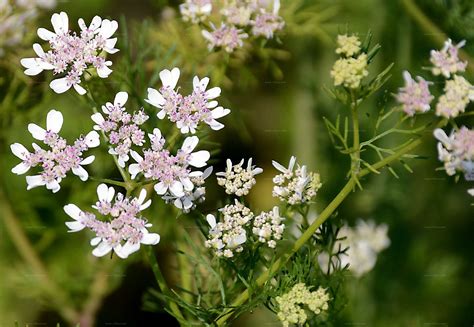 Suche Nach Arten Echter Koriander Coriandrum Sativum L