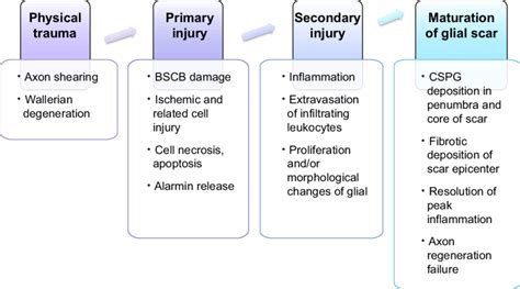 Overview Of Spinal Cord Injury Pathophysiology Spinal Cord Injury Can