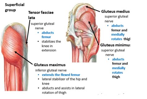 Anatomy 2300 Unit 2 Muscles Of Hip And Thigh Flashcards Quizlet