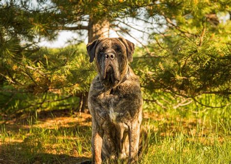 Anjing Besar Yang Gagah Dan Mengagumkan