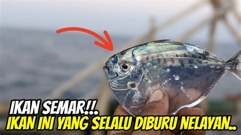 Rejeki Dapat Ikan Koyo Laut Ikan Semar Yang Selalu Di Buru Nelayan