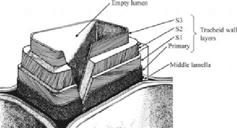 typical tracheid  softwood  scientific diagram