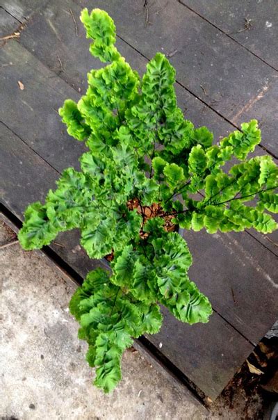 Adiantum Tenerum Satae Large Form Rare Maidenhair Fern