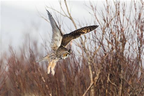 Trauerkraut On Twitter My Today S Birdsofprey Are Long Eared Owls