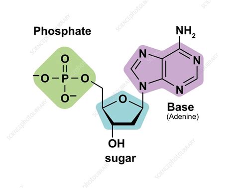 Nucleotide Structure Illustration Stock Image F Science