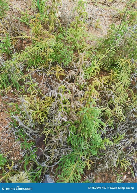Wild Staghorn Clubmoss Growing on the Sandy Ground. Stock Image - Image
