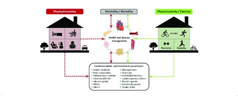 Consequences Of Physical Inactivity Negative Effects And Physical