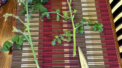 How To Propagate Tomato Plants Youtube