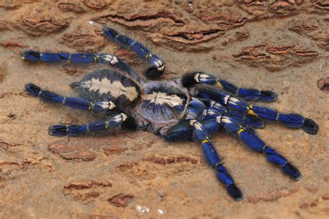 Poecilotheria metallica | Adult Female | Kyle Dickerson | Flickr