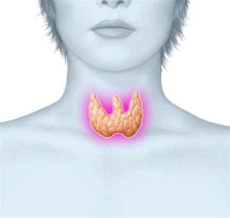 Hashimoto Thyreoiditis Symptome Und Behandlung Kohlenhydratarme