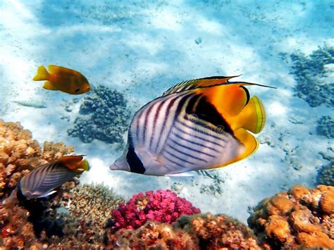 The Threadfin Butterflyfish Chaetodon Auriga Stock Photo Image Of