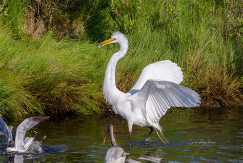 Assateague Island Wildlife Images Assateague Island National Seashore