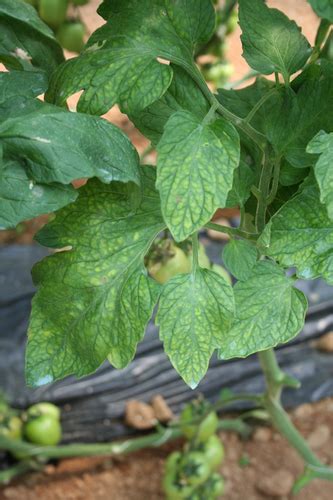 Pm 7118 1 Tomato Chlorosis Virus And Tomato Infectious Chlorosis