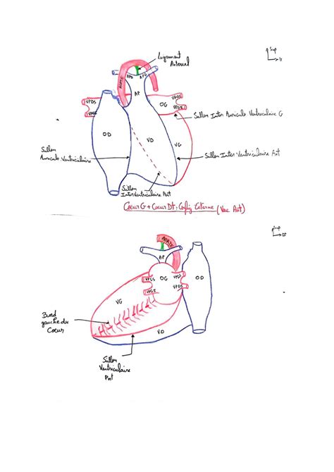 SOLUTION Anatomie Du Coeur Schemas Studypool