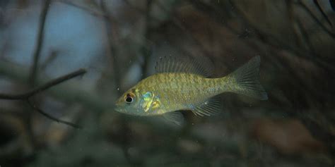 The Most Common Types of Minnows - Henneke Fish Hatchery