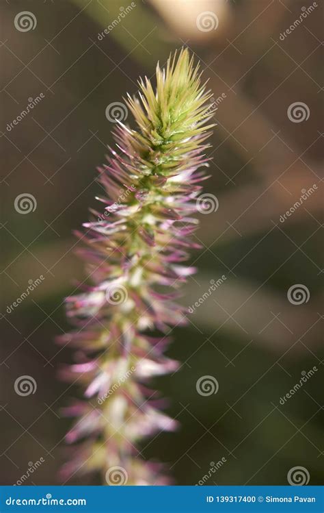 Achyranthes Aspera Sicula Flower Close Up Stock Photo - Image of ...