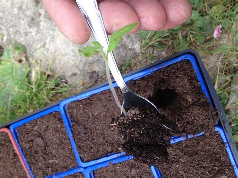 Astuces Pour Repiquer Ses Plants De Tomates SlyDventure