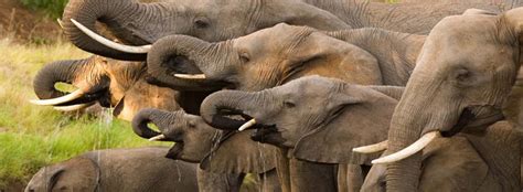 Regional projects - East Africa | The African Elephant Fund