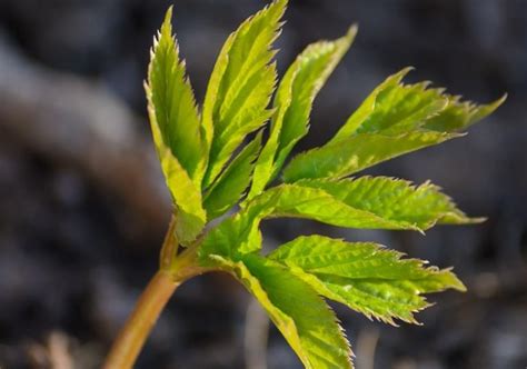 Сныть фото и описание. Полезные свойства и противопоказания