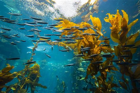 Monterey Bay Aquarium Visitor Guide