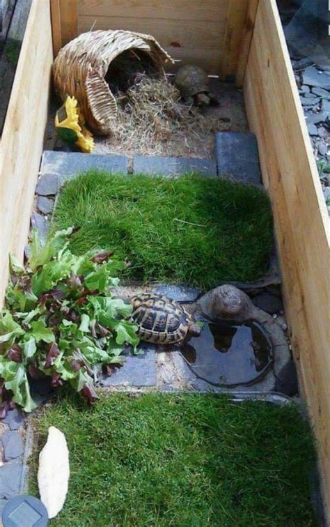 Turtle Habitat Ideas for Pet Tortoises