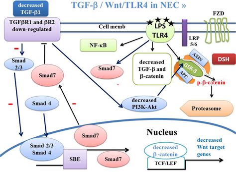 Schema Of Canonical Wnt Catenin Tgf Smad And Ppar Pathways In