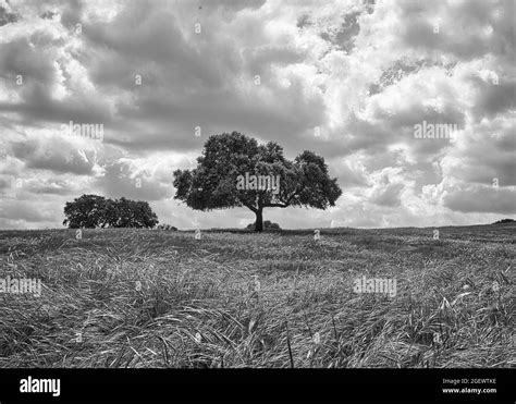 Escala De Grises De Un Rbol En Medio De Un Campo Bajo Un Nublado