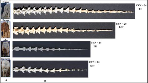 Sheep tail morphotypes with visual tail phenotype and caudal vertebrae... | Download Scientific ...