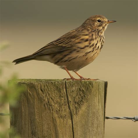 Meadow Pipit - BirdForum Opus | BirdForum