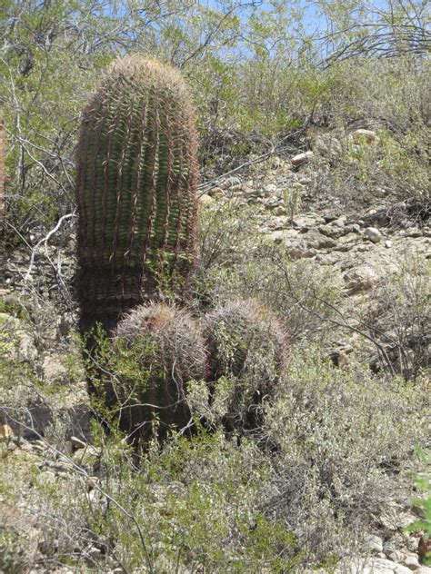 California Barrel Cactus From Maricopa County Az Usa On April