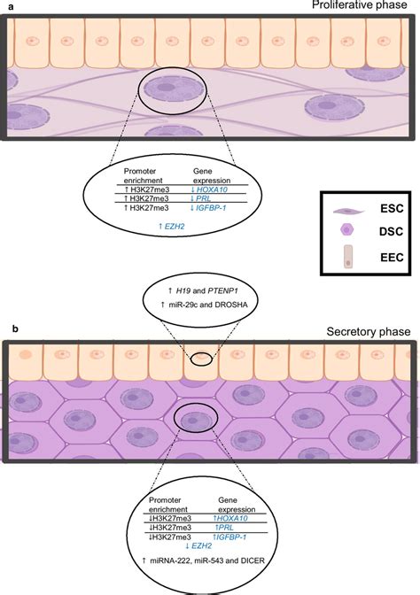 Epigenetics Changes During The Proliferative And Secretory Phases In