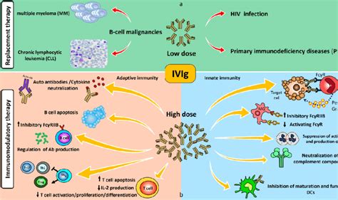 Intravenous Immunoglobulin Ivig Therapy