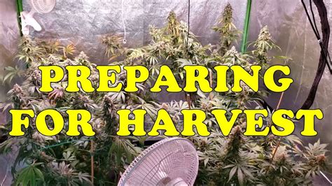 Checking Trichomes & Preparing To Harvest My 4 Indoor Cannabis Plants - YouTube