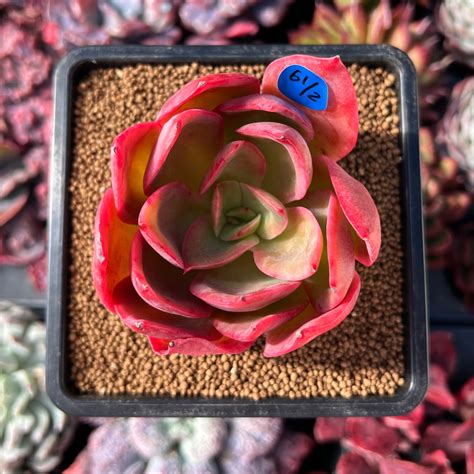 Echeveria Apricot 2 3 Succulent Plant True Succulents Plant Co