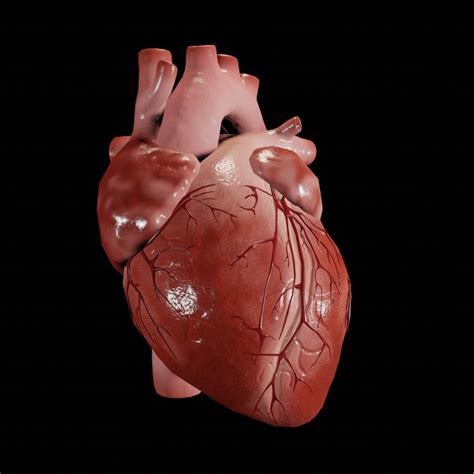 Human Heart 3d Wallpaper