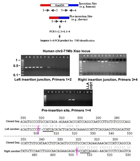 Copy Specific Amplification And TSD Determination Top For A Xiao Or