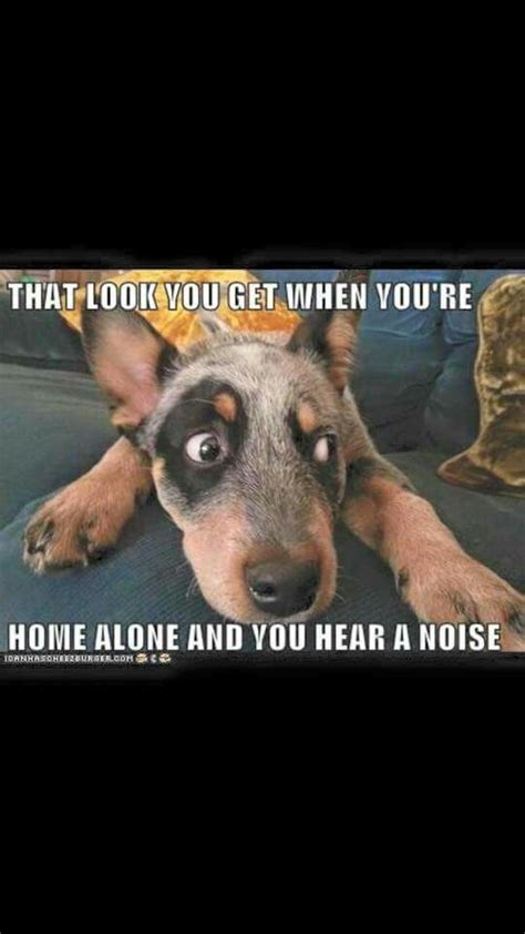 Blue Heeler Memes