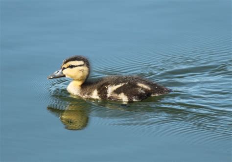 Duckling Duck Lover Flickr