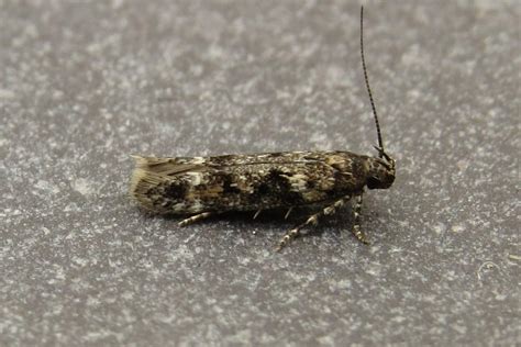 Latest Micro Photos Suffolk Moths The Macro And Micro Moths Of