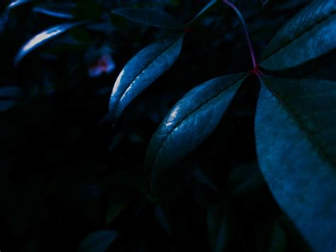 Free Images Light Plant Sunlight Leaf Flower Petal Green