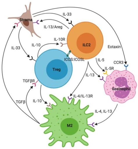 Ijms Free Full Text Group 2 Innate Lymphoid Cells Central Players In A Recurring Theme Of