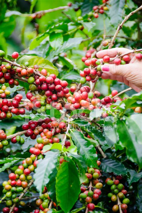 Harvesting Ripe Beans From A Coffee Plant Stock Photo | Royalty-Free ...