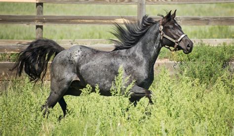 Blue Roan Horse Color Genetics with Photos and Descriptions - Helpful ...