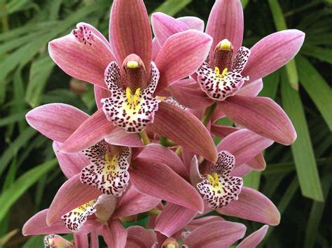 Resultado De Imagen De Cymbidium Orquidea Plantas De Orquideas