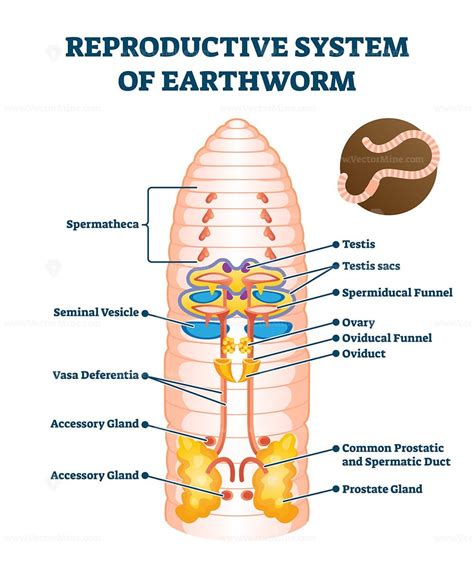 Earthworm Diagram Labeled
