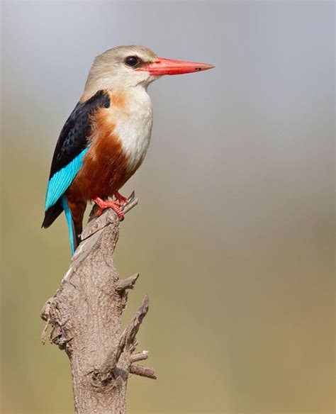 Pin on CORACIIFORMES