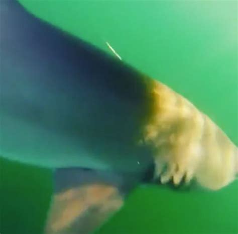 Kayakers Deadliest Catch Heart Stopping Moment Shark Gets Caught On