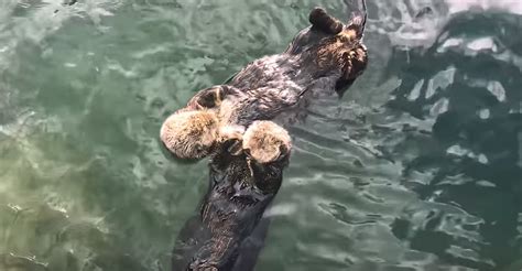 Sea Otter Behavior Decoded — Doobybrain.com