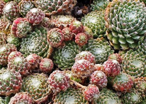 All About Succulent Ground Cover | The Succulent Eclectic