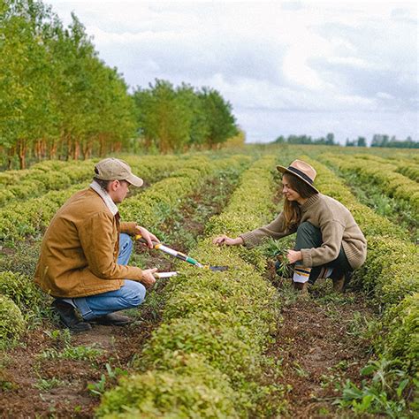 Agricultura Sostenible Cultivando Un Futuro Resiliente Resiliente